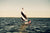 NOAH - Noah x Sunfish - Cover
