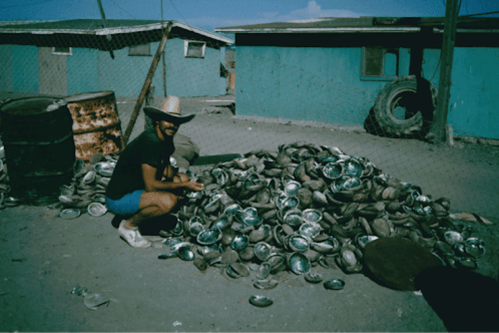 Dr. Brian Tissot, aka 'Dr. Abalone,' on Marine Biology, Surfing, and Counter-Culture - Cover