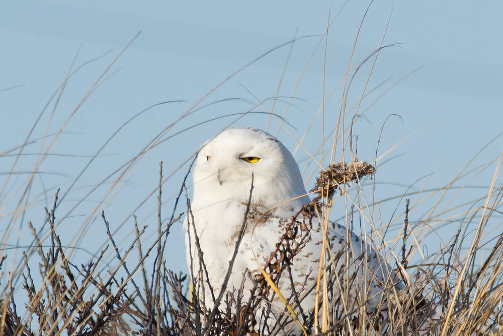 Christmas Bird Count - Cover