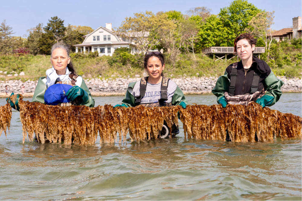 Shinnecock Kelp Farmers - Cover