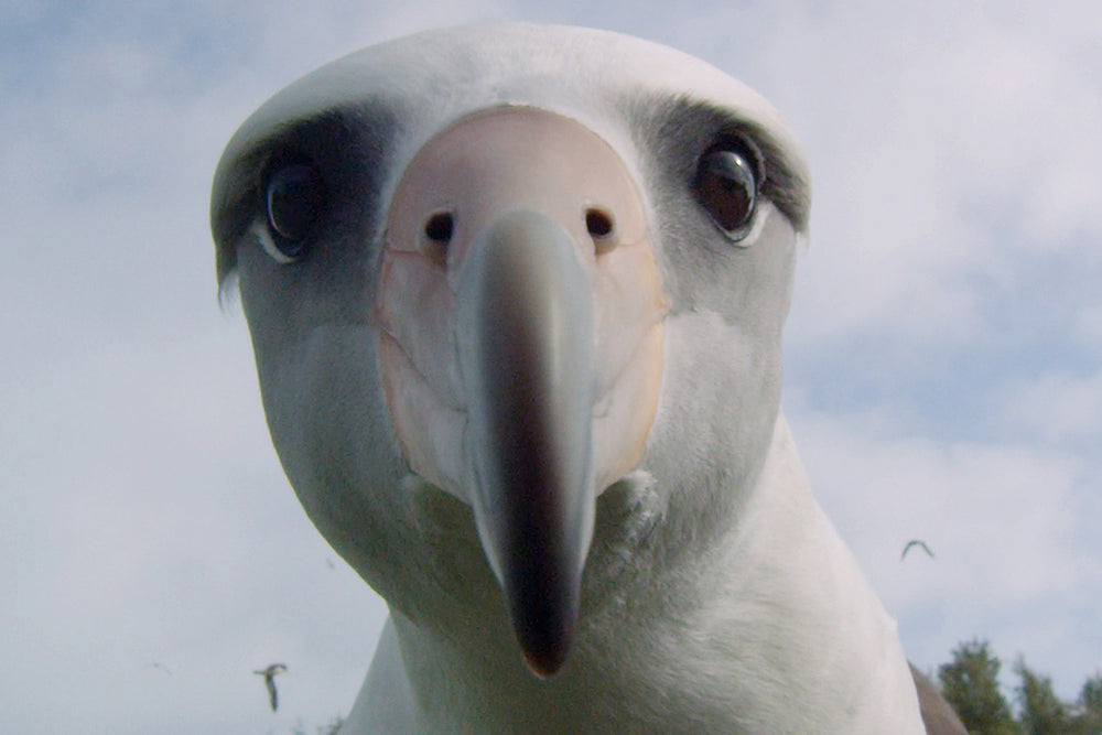 Chris Jordan's Albatross - Cover