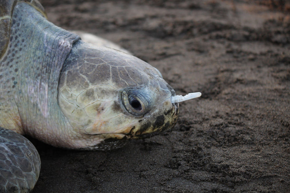 Marine Plastics & Sea Turtles - Cover