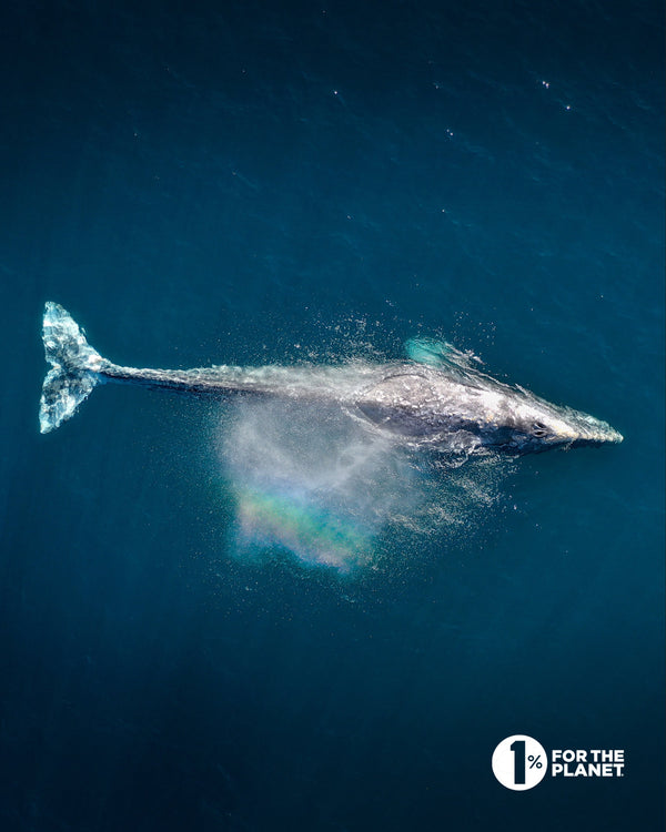 Lonely Whale