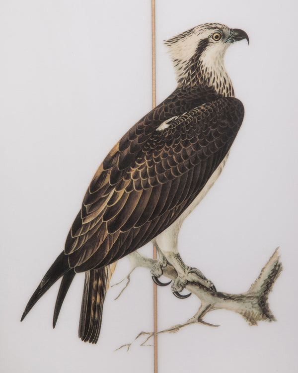 Noah - Osprey Surfboard - Detail